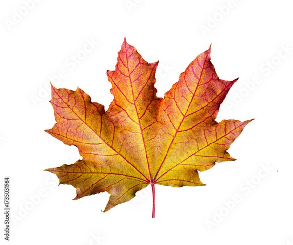 Fototapeta One maple leaf, closeup object. Isolated on transparent background. Autumn concept
