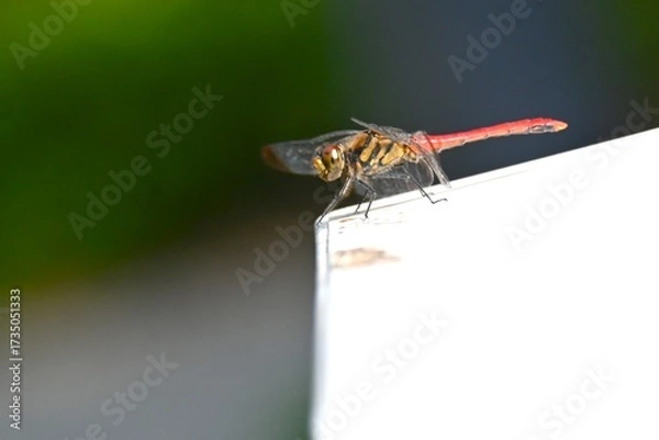 Fototapeta A male Sympetrum risi risi. Insecta Odonata Libellulidae Sympetrinae Dragonfly. The abdomen of the male turns bright red when it matures.