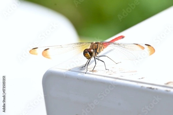 Fototapeta A male Sympetrum risi risi. Insecta Odonata Libellulidae Sympetrinae Dragonfly. The abdomen of the male turns bright red when it matures.