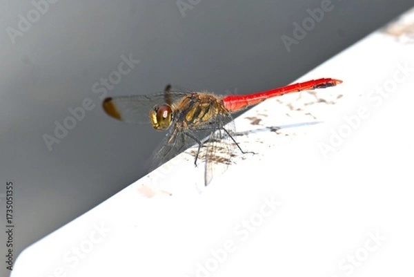 Fototapeta A male Sympetrum risi risi. Insecta Odonata Libellulidae Sympetrinae Dragonfly. The abdomen of the male turns bright red when it matures.