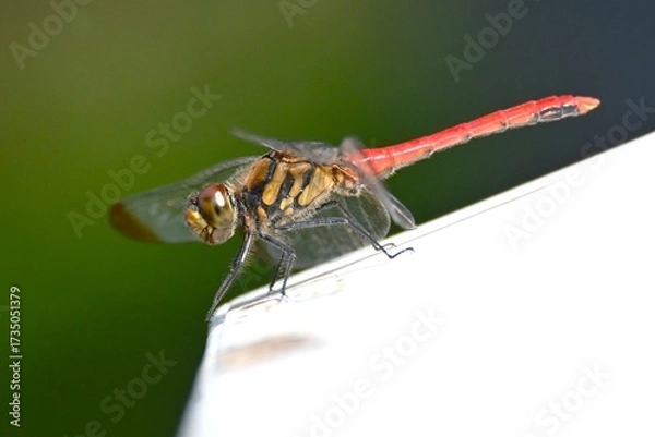 Fototapeta A male Sympetrum risi risi. Insecta Odonata Libellulidae Sympetrinae Dragonfly. The abdomen of the male turns bright red when it matures.