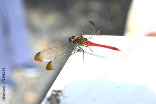 Fototapeta A male Sympetrum risi risi. Insecta Odonata Libellulidae Sympetrinae Dragonfly. The abdomen of the male turns bright red when it matures.