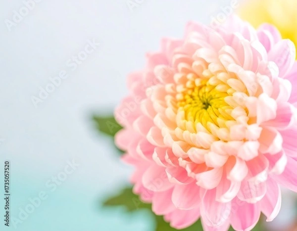 Fototapeta Close-up of a delicate pink chrysanthemum