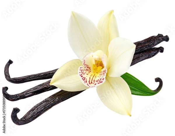 Fototapeta Close-up of a vanilla flower with dark pods and a vibrant green leaf