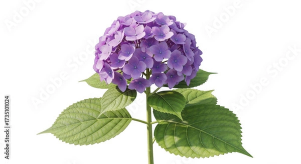 Fototapeta Purple hydrangea bloom isolated on transparent background