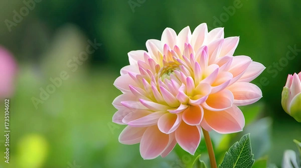 Fototapeta Soft pink dahlia flower with delicate petals blooming in garden, surrounded by green foliage and blurred natural background, evoking peaceful and serene mood