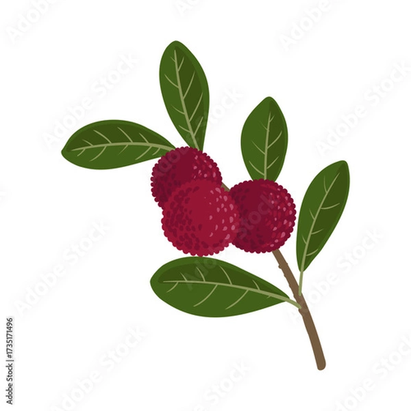 Fototapeta vector drawing yumberry tree branch with fruits and green leaves , Myrica rubra isolated at white background, hand drawn illustration