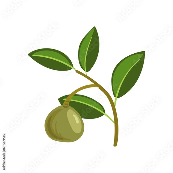 Fototapeta vector drawing Xylocarpus granatum, cannonball mangrove tree branch with fruit and green leaves isolated at white background, hand drawn illustration