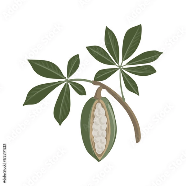Fototapeta vector drawing kapok tree branch with fruit and green leaves , Ceiba pentandra isolated at white background, hand drawn illustration