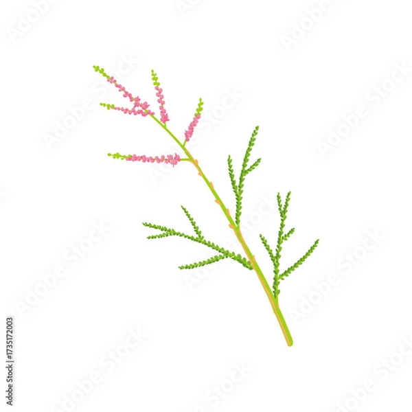Fototapeta vector drawing tamarisk tree branch with berries and green leaves isolated at white background, hand drawn illustration