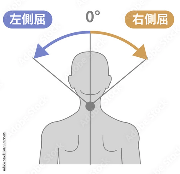 Fototapeta 首の側屈の可動域イラスト　頸部のROM