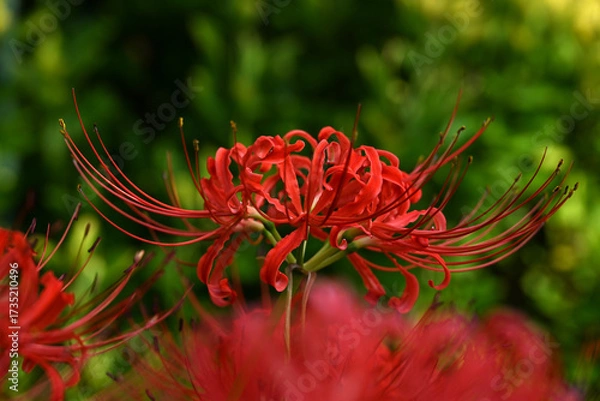 Obraz 美しい彼岸花の華の景色