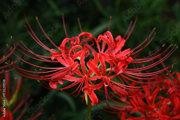 Obraz 美しい彼岸花の華の景色