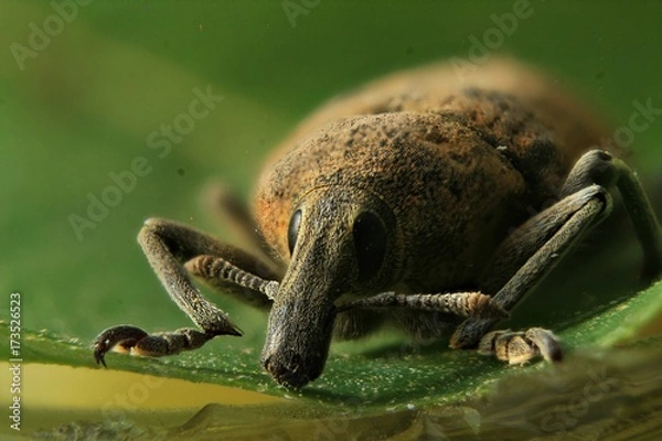 Fototapeta  nose beetle