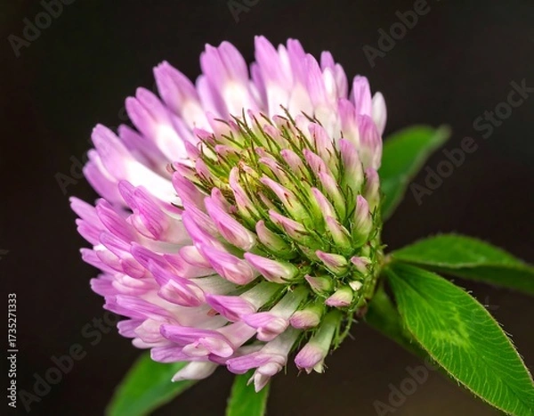 Obraz Closeup Pink Clover Flower.