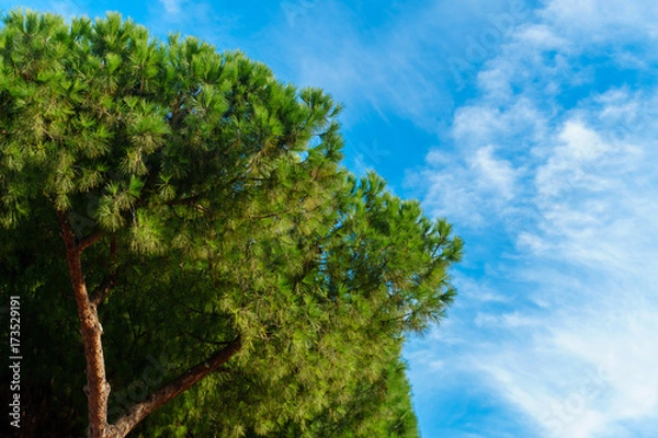 Fototapeta Color image of Tree and sky