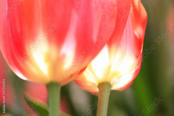 Obraz チューリップ