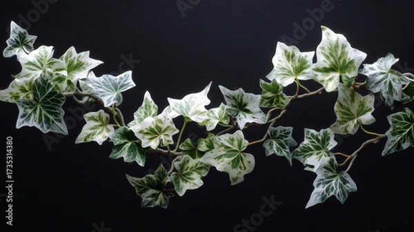 Fototapeta A sprig of variegated ivy with green and white leaves against a dark neutral background studio shot