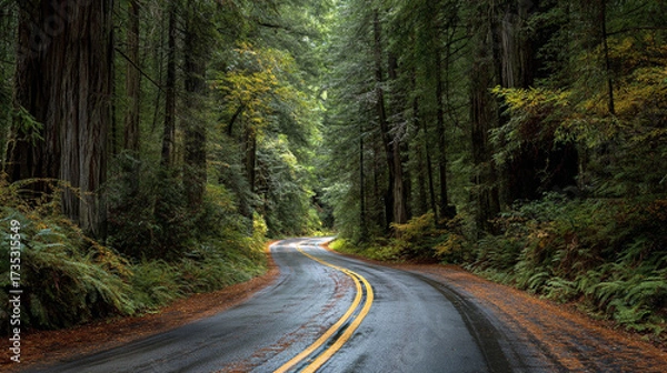 Fototapeta A winding road through a dense forest with tall trees and lush green vegetation on either side