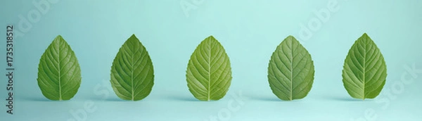 Fototapeta Green leaf arrangement on light blue background with natural texture and fresh organic appearance creating calm and peaceful mood