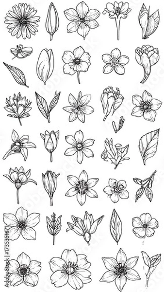 Obraz Collection of delicate black and white flower line drawings
