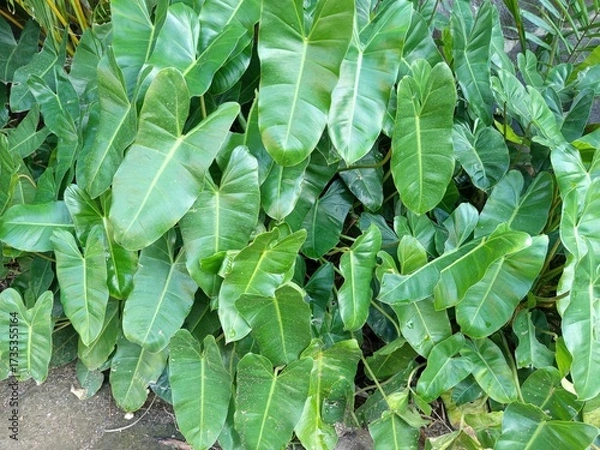 Obraz green leaves background