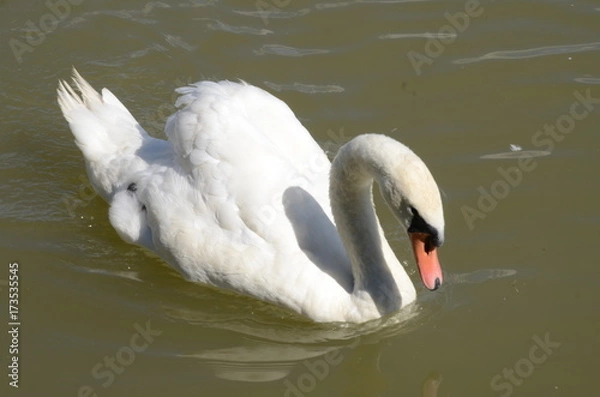 Obraz Swan