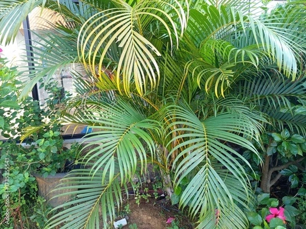 Obraz palm tree leaves