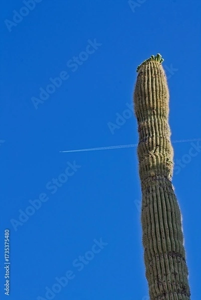 Fototapeta Saguaro Cactus, Carnegiea gigantea, getting ready to bloom, Arizona. A jet's contrail is in the background.