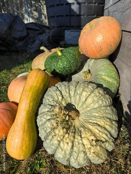 Obraz pumpkins and gourds