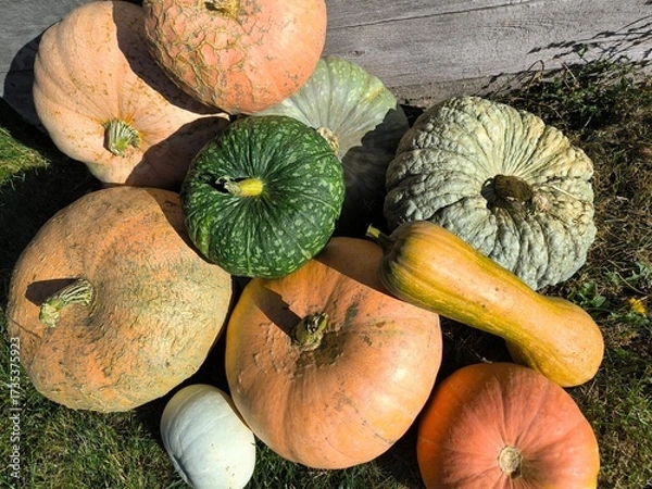 Obraz pumpkins and squash