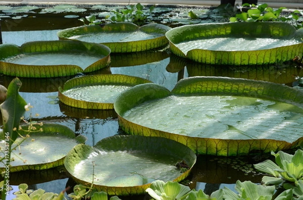 Obraz Lily pad