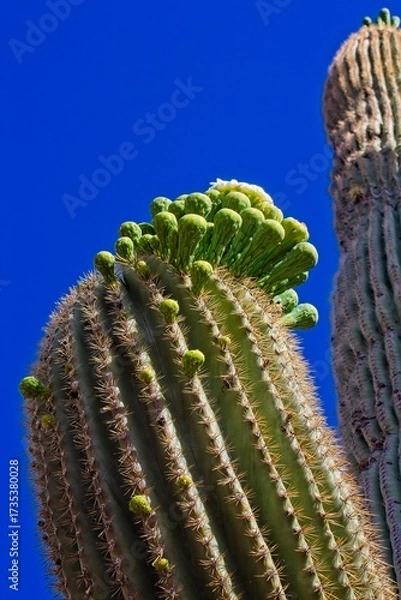 Fototapeta Saguaro Cactus, Carnegiea gigantea, getting ready to bloom, Arizona.