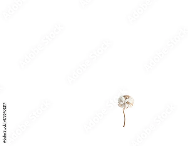 Fototapeta A solitary white, fluffy bloom rises from a thin, brown stem against black