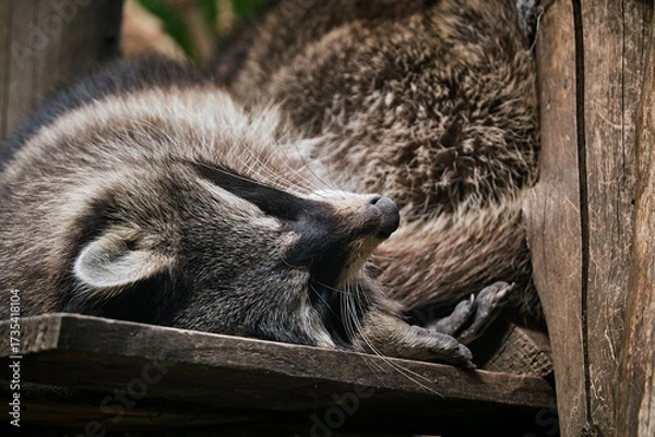 Obraz Schlafender Waschbär ( Procyon lotor ).