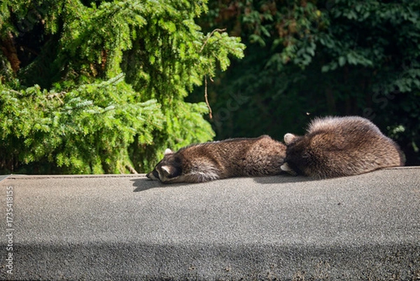 Obraz Schlafende Waschbären ( Procyon lotor ).