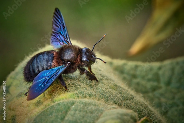 Obraz Blauschwarze Holzbiene ( Xylocopa violacea ).