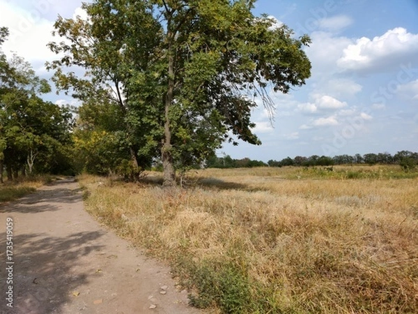 Obraz road in the field