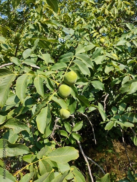 Obraz green apple tree