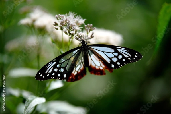 Obraz 旅する蝶アサギマダラにフジバカマ