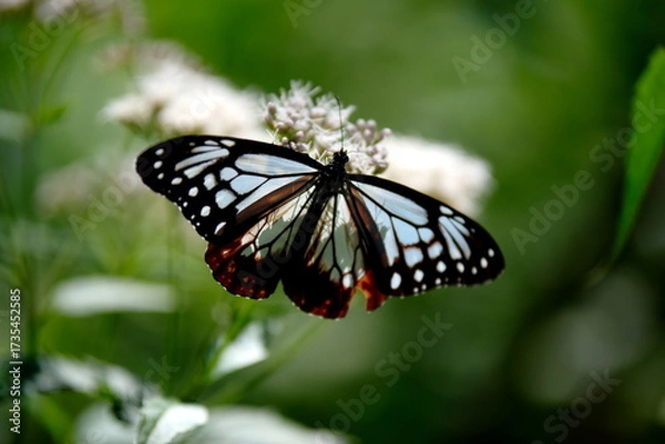 Obraz 旅する蝶アサギマダラにフジバカマ