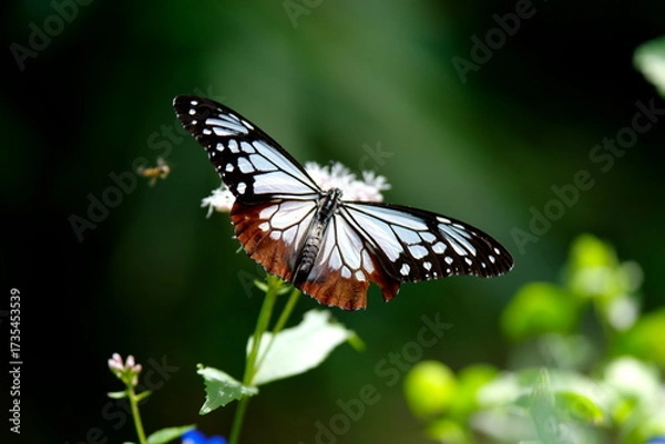 Obraz 旅する蝶アサギマダラにフジバカマ