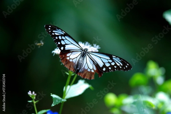 Obraz 旅する蝶アサギマダラにフジバカマ