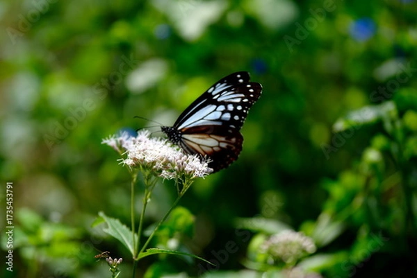 Obraz 旅する蝶アサギマダラにフジバカマ