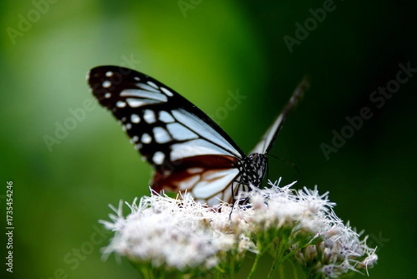 Obraz 旅する蝶アサギマダラにフジバカマ