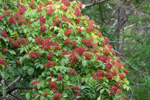 Fototapeta The ripe and beautiful red color of Euodia Fruit attracts wild birds