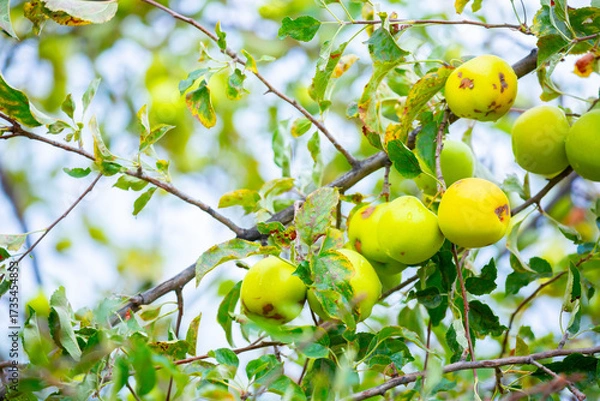 Fototapeta Harvest of apples on a plantation in the garden. Fruit trees with apples. Ripe fruits on the branches of a tree. Gardening in agriculture.
