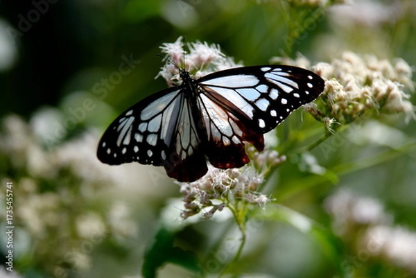Obraz 旅する蝶アサギマダラにフジバカマ