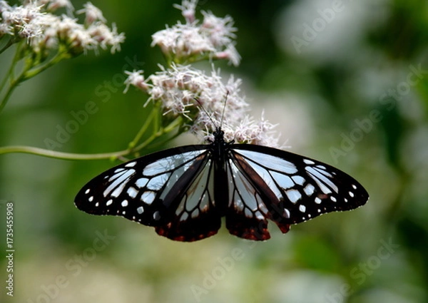 Obraz 旅する蝶アサギマダラにフジバカマ