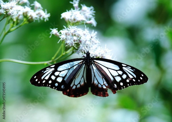 Obraz 旅する蝶アサギマダラにフジバカマ